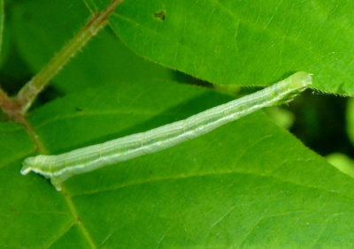 6740-6743 - Xanthotype Geometrid Moth species caterpillar
