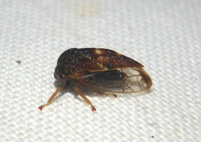 Cyrtolobus fenestratus; Treehopper species