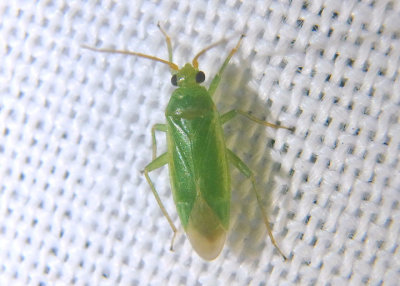 Lygocoris pabulinus; Common Green Capsid