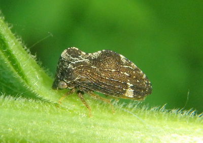 Publilia concava; Treehopper species