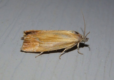 2908-2915 - Eucosma radiatana complex; Tortricid Moth species