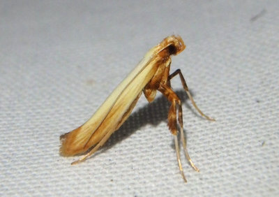 0614 - Caloptilia murtfeldtella; Leaf Blotch Miner species