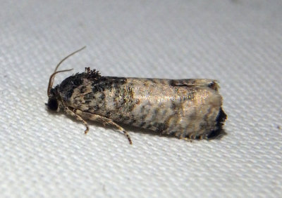 3189 - Epiblema obfuscana; Tortricid Moth species