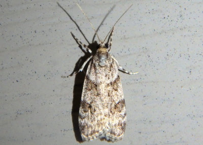 4716 - Scoparia biplagialis; Double-striped Scoparia Moth