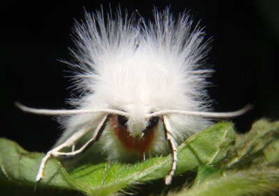 8133 - Spilosoma latipennis; Pink-legged Tiger Moth