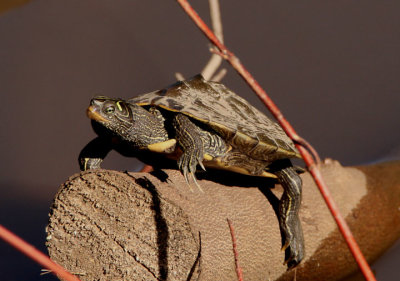 False Map Turtle