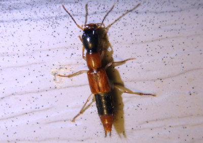 Homaeotarsus bicolor; Rove Beetle species
