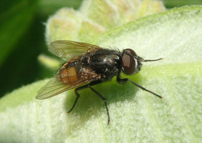 Musca autumnalis; Face Fly; exotic