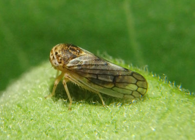Oncopsis Leafhopper species 