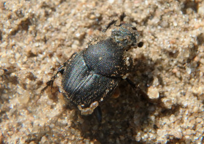 Onthophagus hecate; Scooped Scarab; female