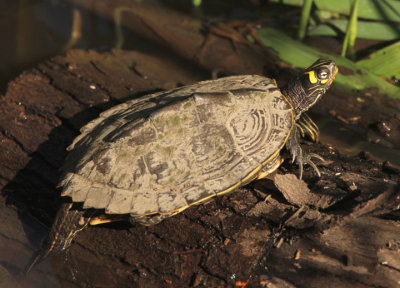 Ouachita Map Turtle 