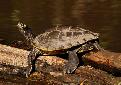 Ouachita Map Turtle