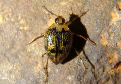 Peltodytes edentulus; Crawling Water Beetle species