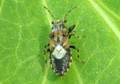 Phlegyas abbreviatus; True Bug species