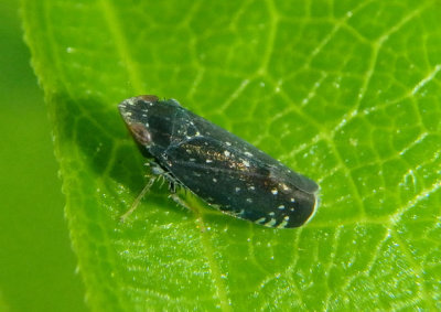 Scaphytopius frontalis; Yellowfaced Leafhopper
