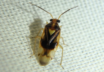 Tropidosteptes Plant Bug species