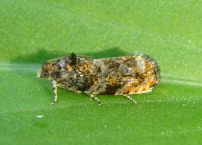 2831 - Pristerognatha agilana; Tortricd Moth species
