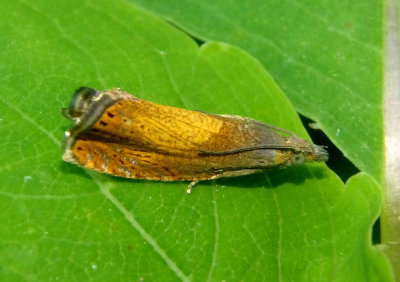 3406 - Dichrorampha bittana; Tortricid Moth species