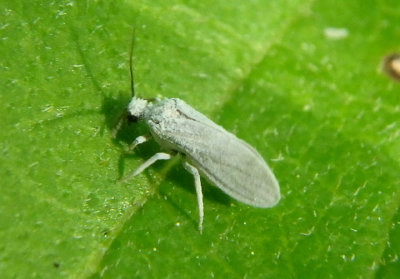 Coniopterygidae Dustywing species