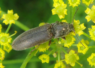 Gambrinus griseus; Click Beetle species