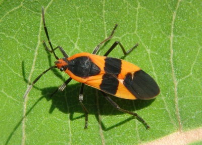 Oncopeltus fasciatus; Large Milkweed Bug
