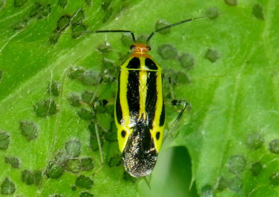 Poecilocapsus lineatus; Four-lined Plant Bug