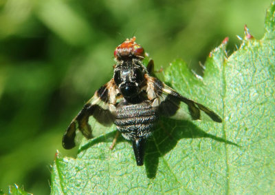 Procecidochares atra; Fruit Fly species; female