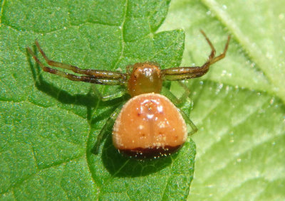 Synema parvulum; Crab Spider species; female