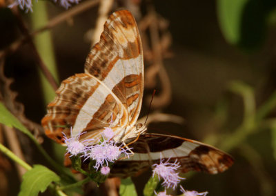 Adelpha fessonia; Band-celled Sister 
