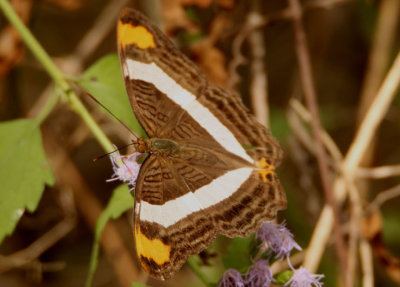 Adelpha fessonia; Band-celled Sister 