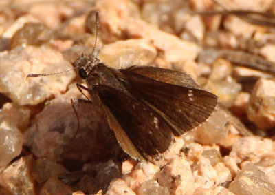 Amblyscirtes nysa; Nysa Roadside-Skipper