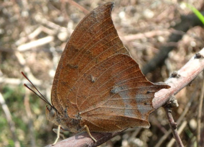 Anaea aidea; Tropical Leafwing 