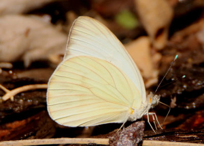 Ascia monuste; Great Southern White