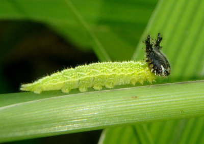 Asterocampa clyton louisa; Louisa Tawny Emperor caterpillar