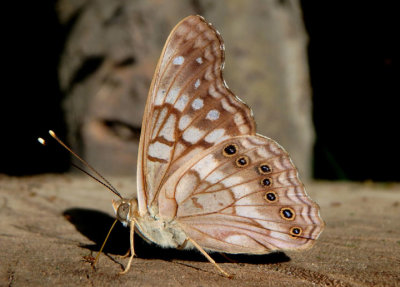 Asterocampa clyton louisa; Louisa Tawny Emperor; male