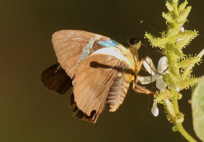 Astraptes fulgerator; Two-barred Flasher