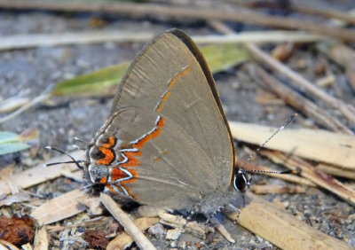 Calycopis isobeon; Dusky-blue Groundstreak