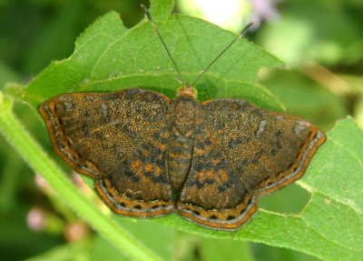 Caria ino; Red-bordered Metalmark; female 