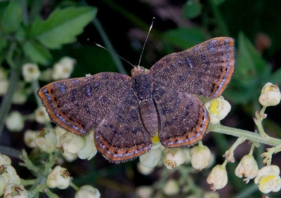 Caria ino; Red-bordered Metalmark; male