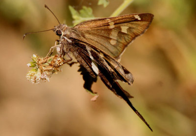 Chioides albofasciatus; White-striped Longtail