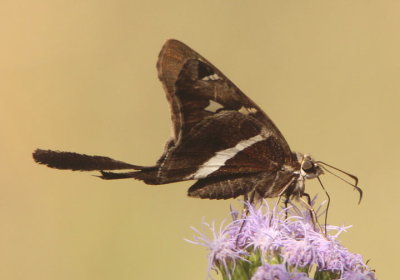 Chioides albofasciatus; White-striped Longtail 