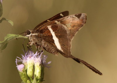 Chioides albofasciatus; White-striped Longtail