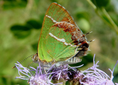 Chlorostrymon simaethis; Silver-banded Hairstreak