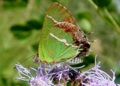 Chlorostrymon simaethis; Silver-banded Hairstreak 