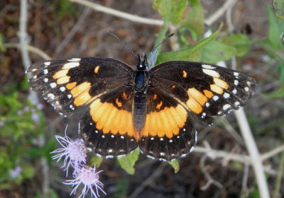 Chlosyne lacinia; Bordered Patch