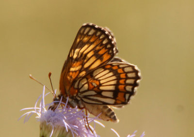 Chlosyne theona; Theona Checkerspot