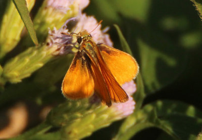 Copaeodes minima; Southern Skipperling