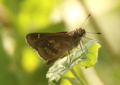 Cymaenes trebius; Fawn-spotted Skipper