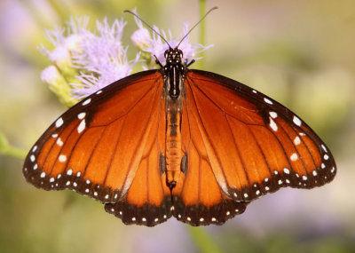 Danaus eresimus; Soldier; male 