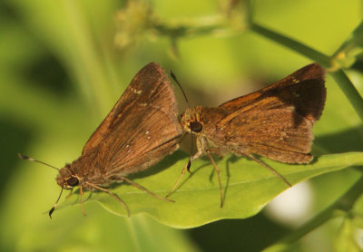 Decinea percosius; Double-dotted Skippers